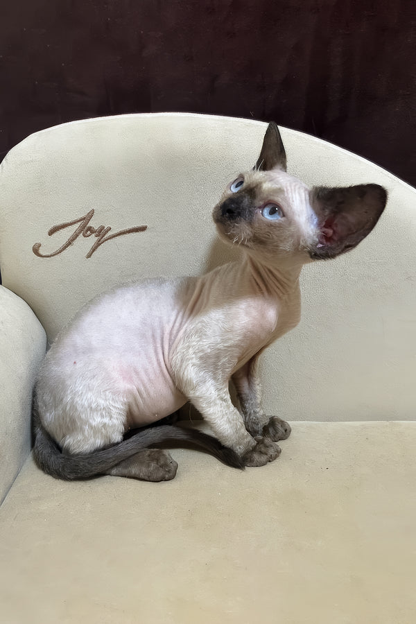 Rudik | Devon Rex Kitten