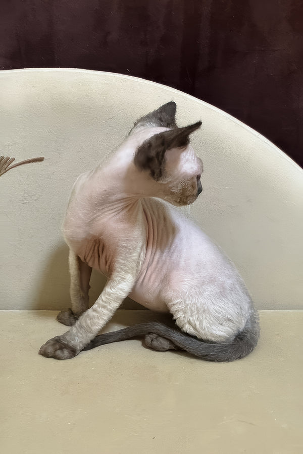 Rudik | Devon Rex Kitten