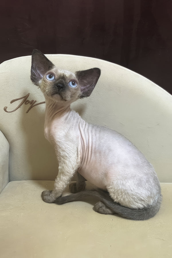 Rudik | Devon Rex Kitten