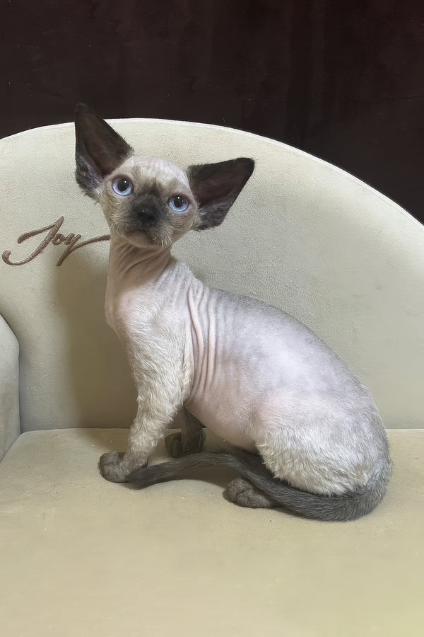 Rudik | Devon Rex Kitten