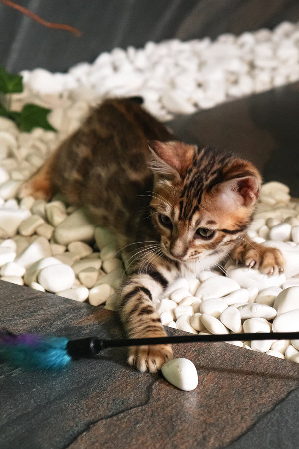 Sabina | Bengal Kitten