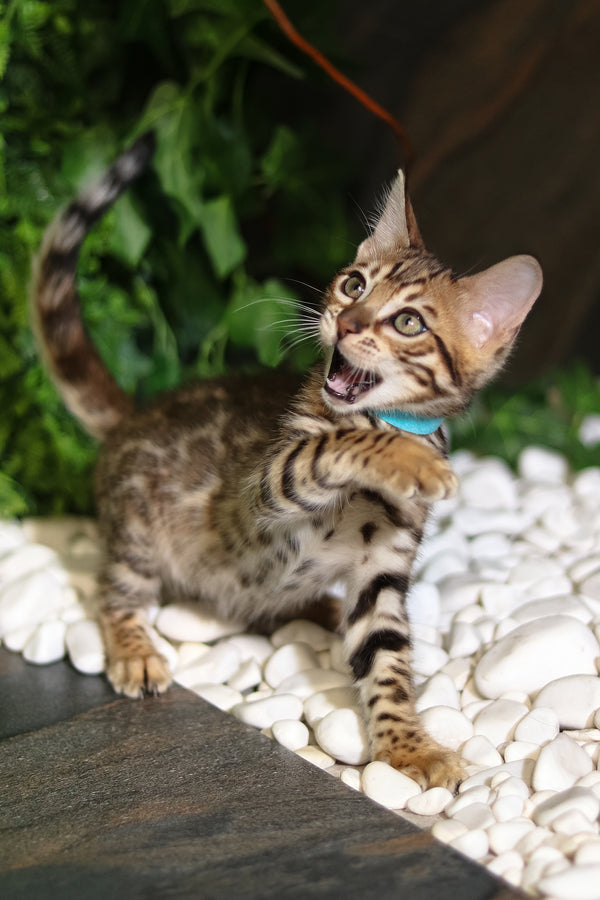 Sabina | Bengal Kitten