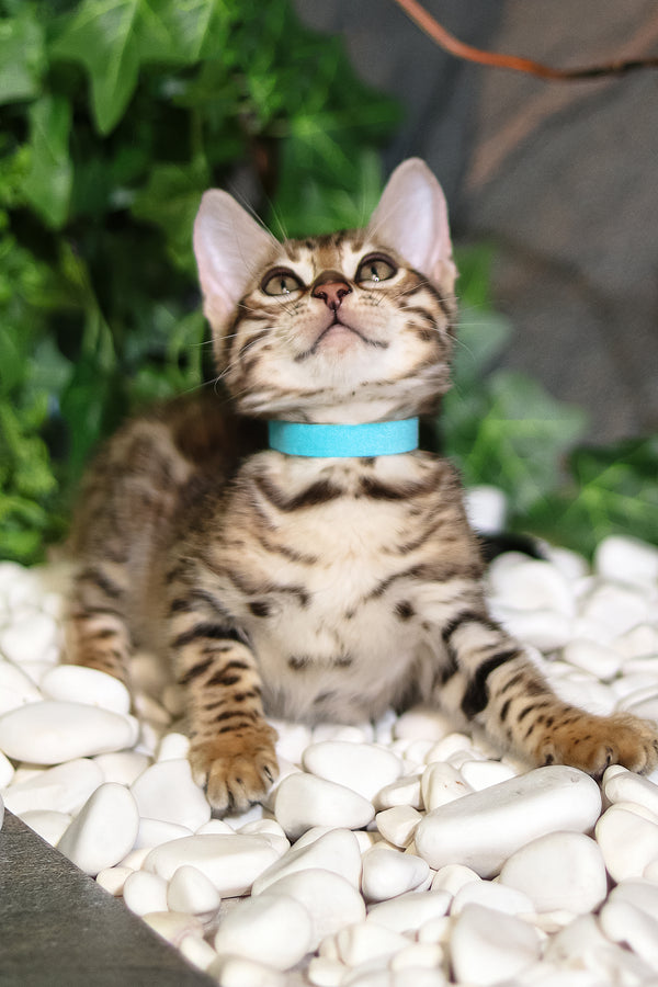 Sabina | Bengal Kitten