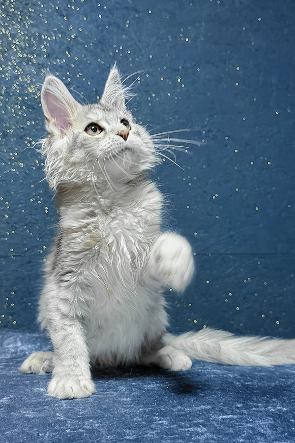 Sarina | Maine Coon Kitten