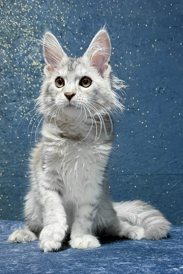 Sarina | Maine Coon Kitten
