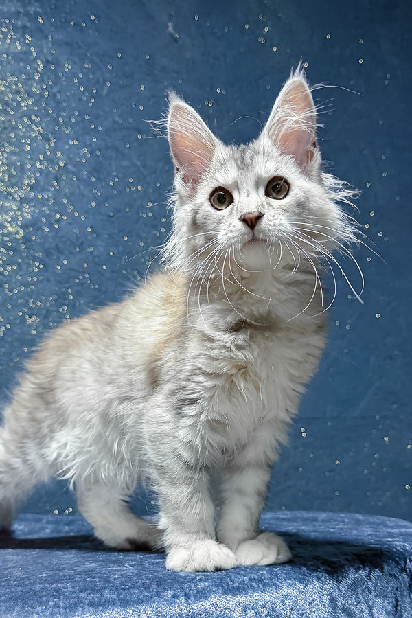 Sarina | Maine Coon Kitten
