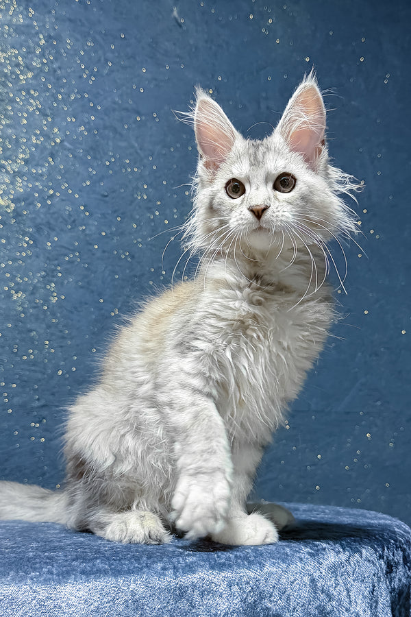 Sarina | Maine Coon Kitten