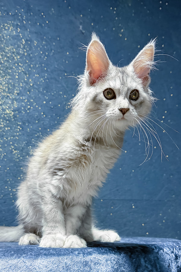 Sarina | Maine Coon Kitten