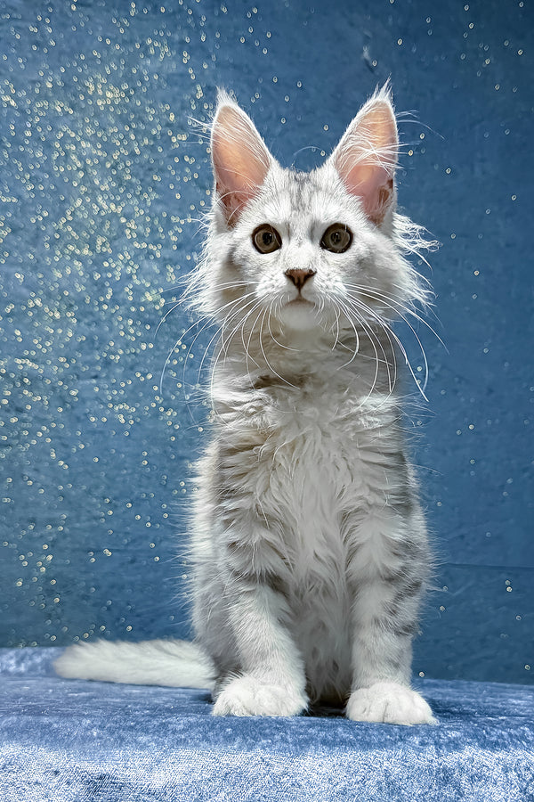 Sarina | Maine Coon Kitten