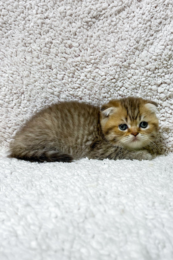 Salomon | Scottish Fold Kitten