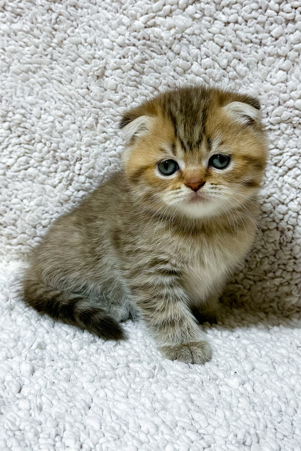 Salomon | Scottish Fold Kitten