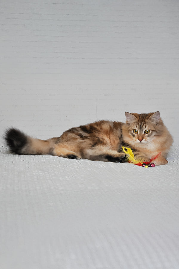 Samson | Siberian Kitten