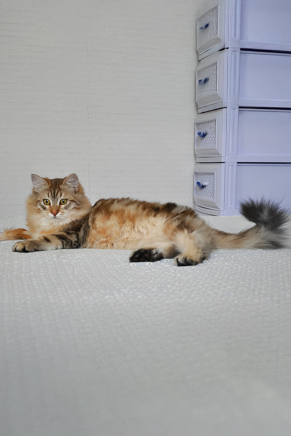 Samson | Siberian Kitten