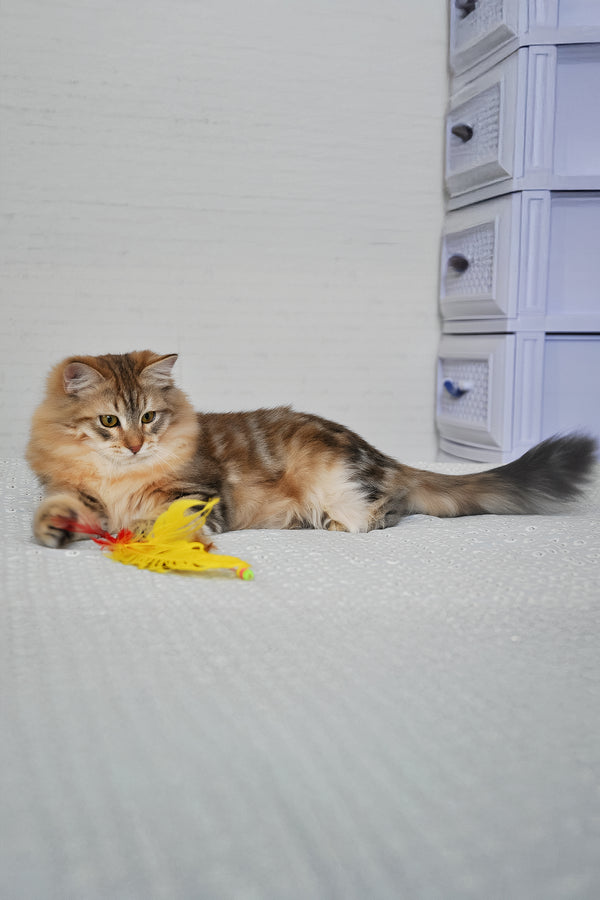 Samson | Siberian Kitten