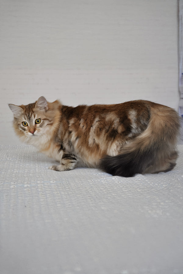 Samson | Siberian Kitten