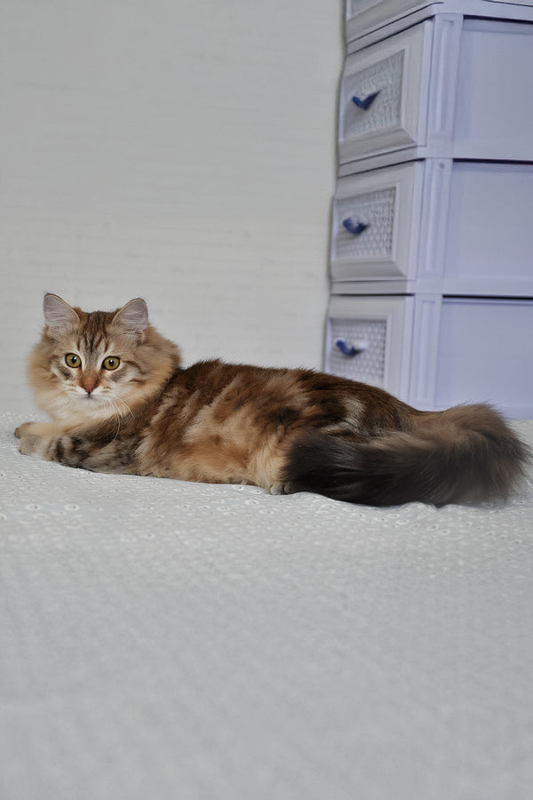 Samson | Siberian Kitten