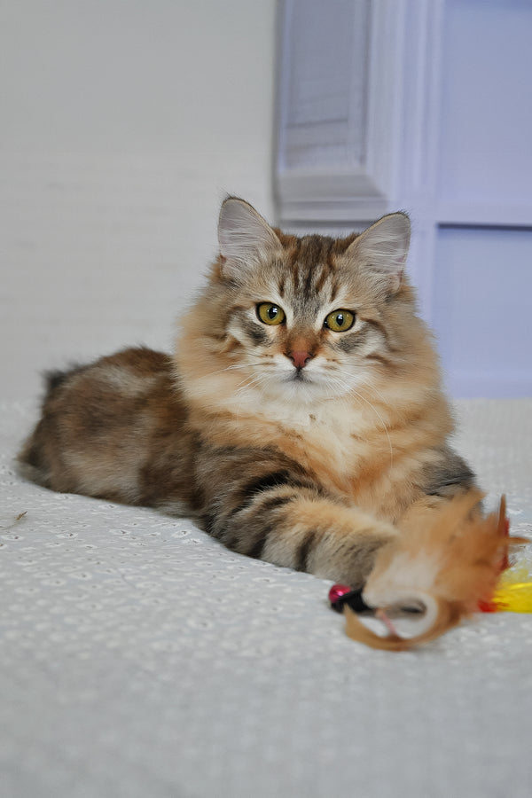 Samson | Siberian Kitten