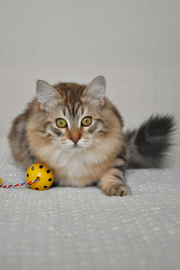 Samson | Siberian Kitten