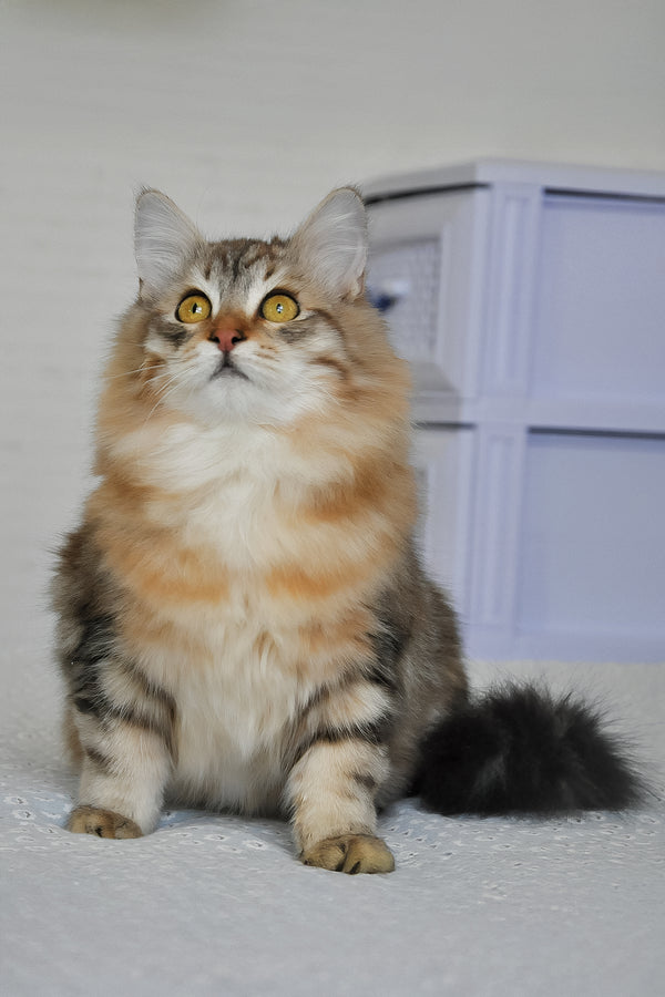 Samson | Siberian Kitten