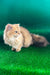 Samson | British Longhair Kitten