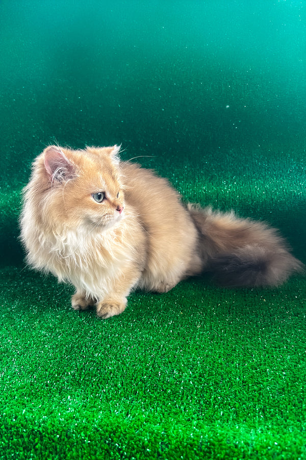 Fluffy british longhair kitten samson with black golden shaded fur and striking green eyes reclining comfortably