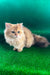 Samson | British Longhair Kitten