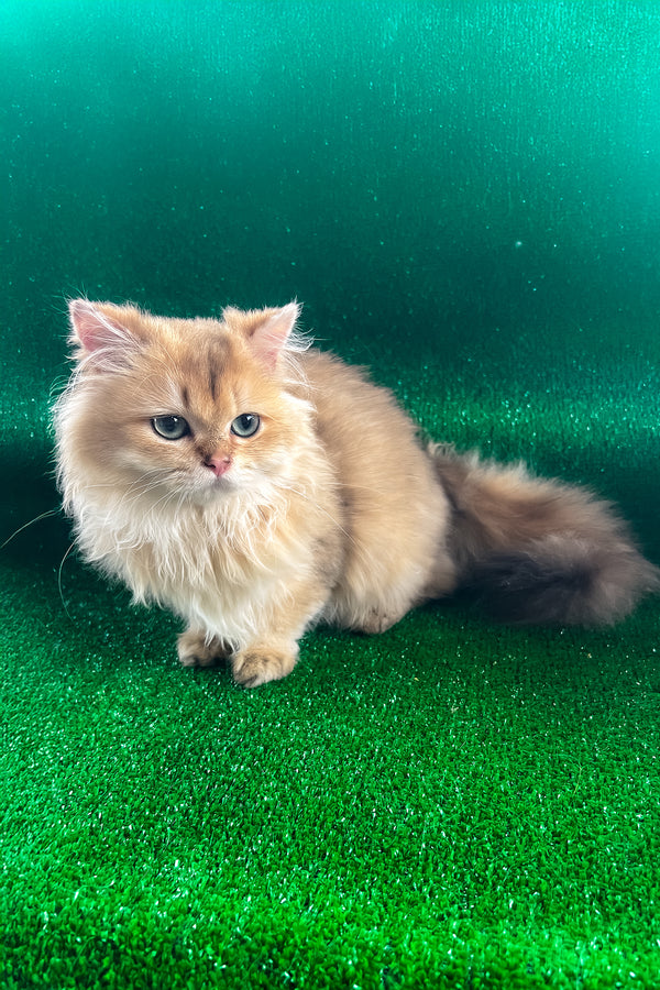 Samson british longhair kitten with fluffy golden fur and striking blue eyes, not black golden shaded or green eyes