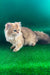 Samson | British Longhair Kitten