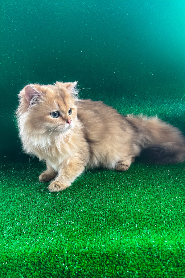 Samson british longhair kitten with fluffy black golden shaded fur and striking green eyes lounging indoors