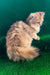 Samson | British Longhair Kitten