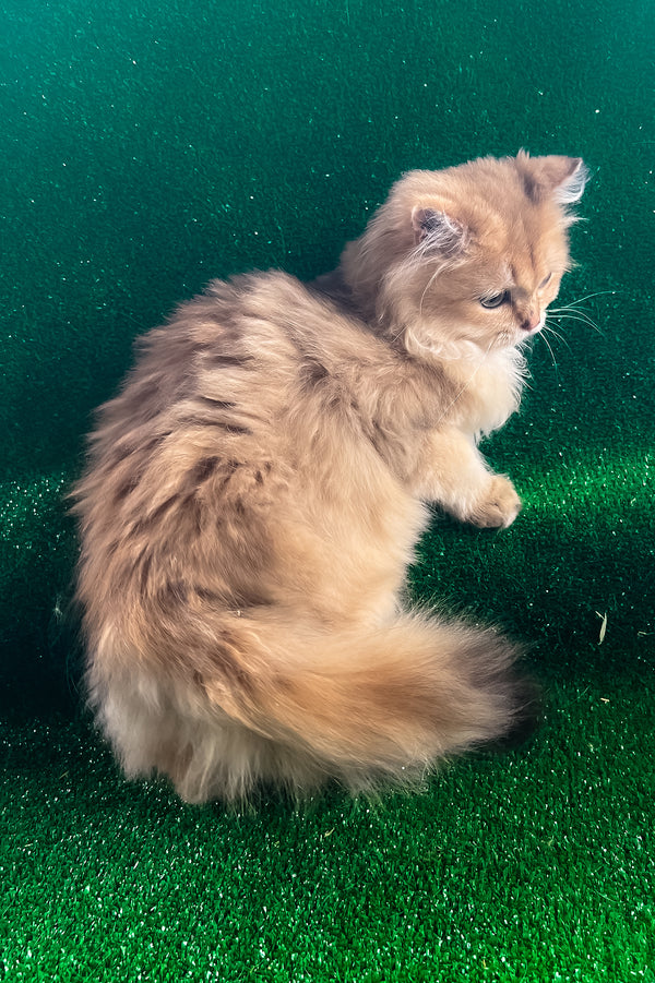 Samson british longhair kitten with black golden shaded fur and green eyes sitting on green artificial grass