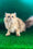 Samson | British Longhair Kitten