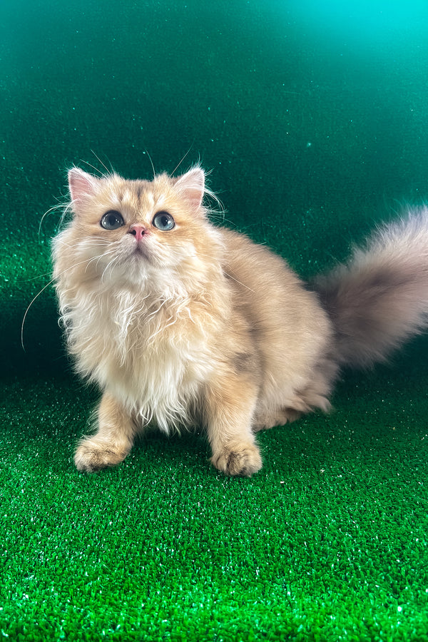 Samson | British Longhair Kitten