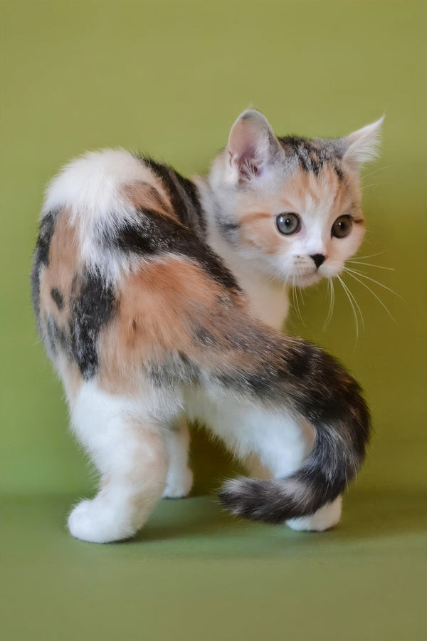 Sandi | Scottish Straight Kitten