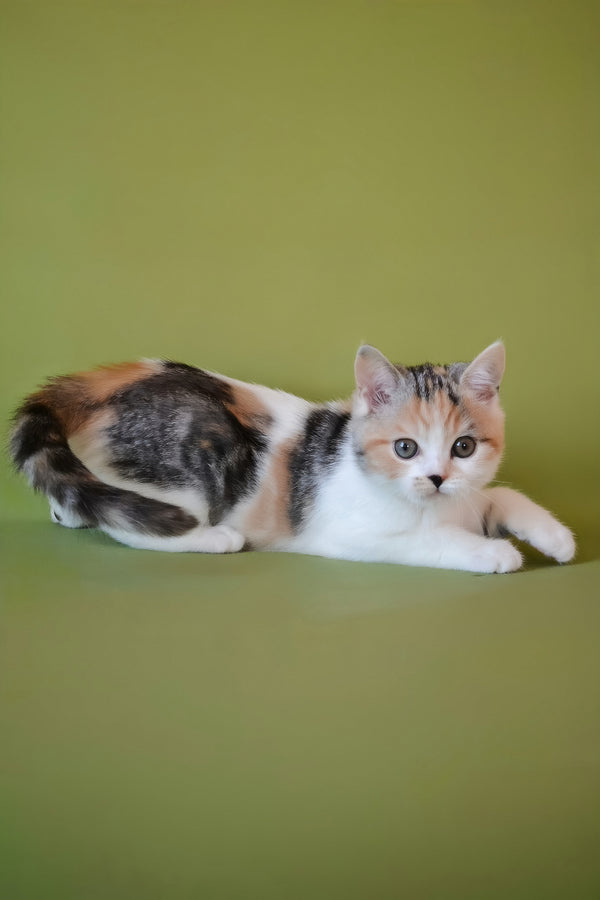 Sandi | Scottish Straight Kitten