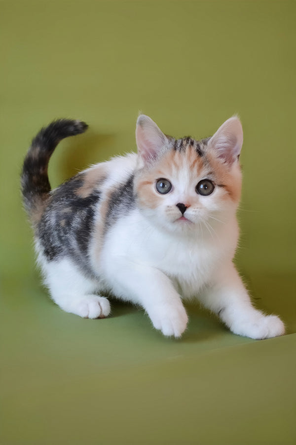 Sandi | Scottish Straight Kitten
