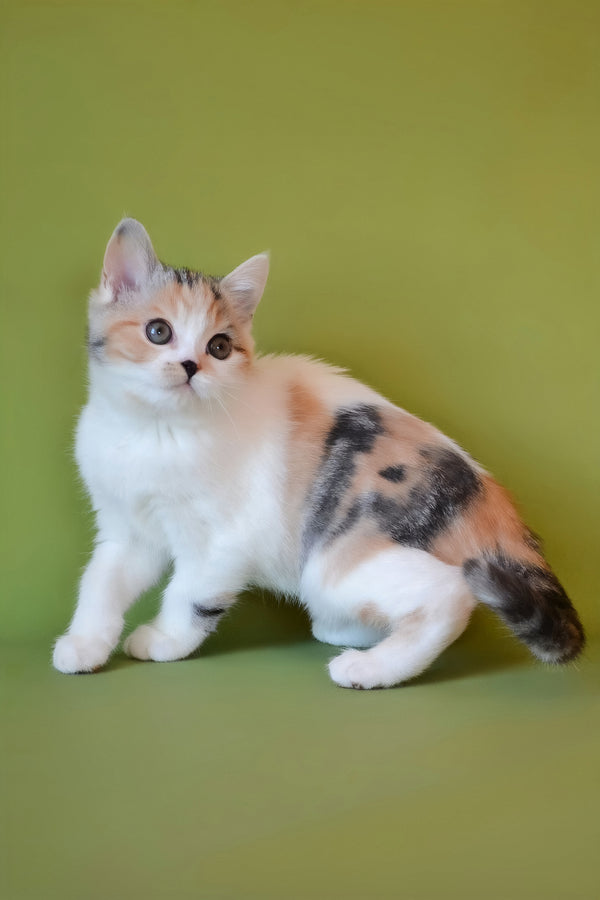 Sandi | Scottish Straight Kitten