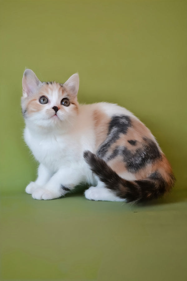 Sandi | Scottish Straight Kitten