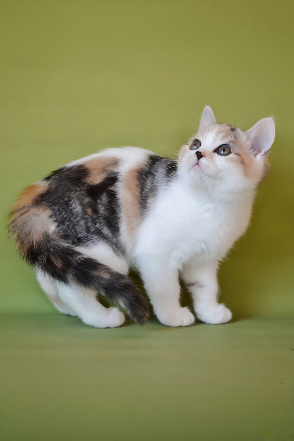 Sandi | Scottish Straight Kitten