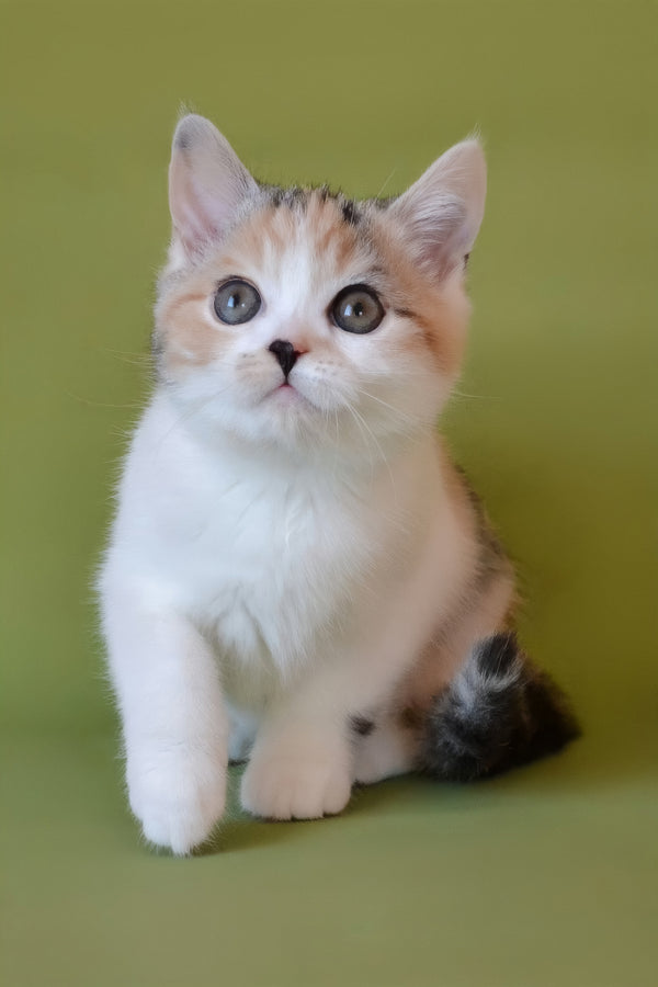 Sandi | Scottish Straight Kitten
