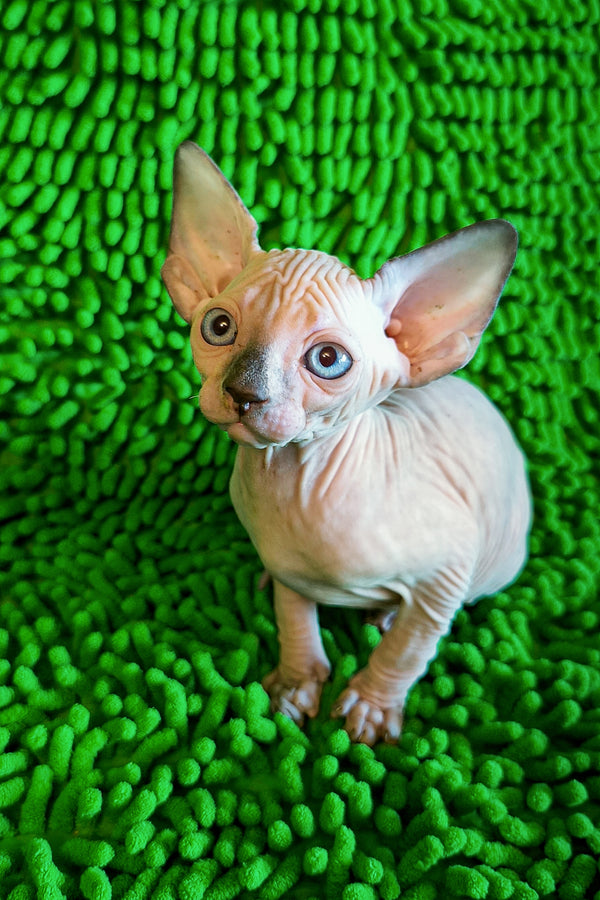 Sandy Salidzhi Saner | Canadian Sphynx Kitten