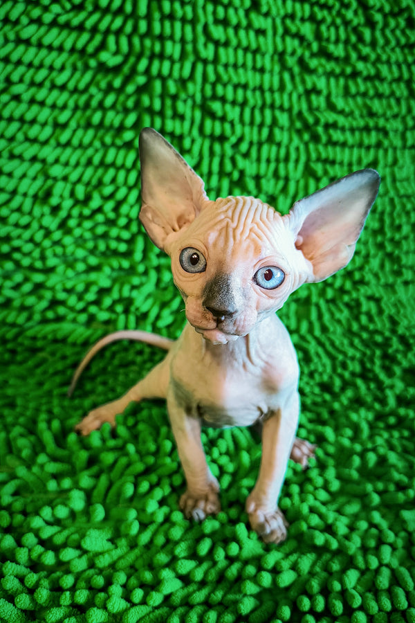Sandy Salidzhi Saner | Canadian Sphynx Kitten