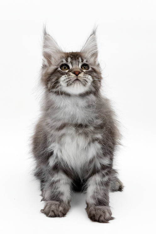 Santos | Maine Coon Kitten