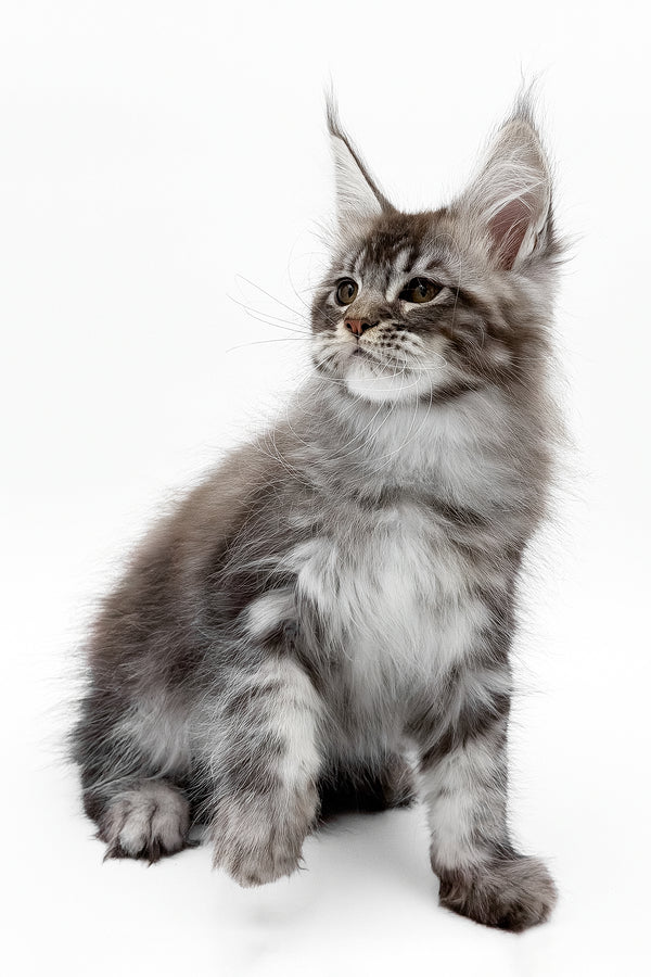 Santos | Maine Coon Kitten