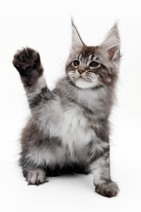 Santos | Maine Coon Kitten