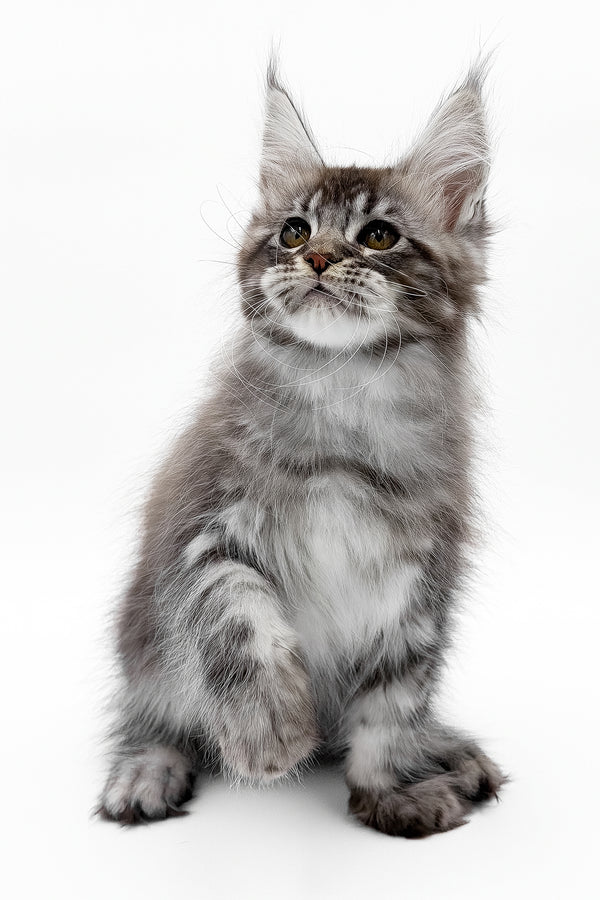 Santos | Maine Coon Kitten
