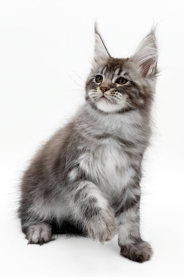 Santos | Maine Coon Kitten