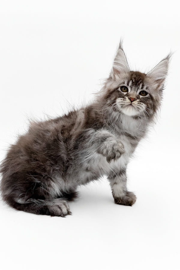 Santos | Maine Coon Kitten