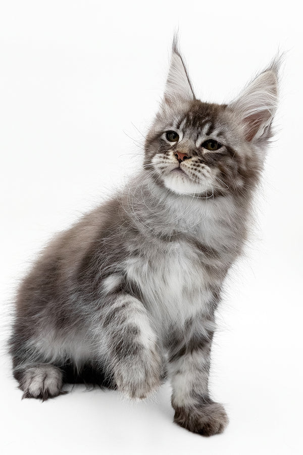 Santos | Maine Coon Kitten