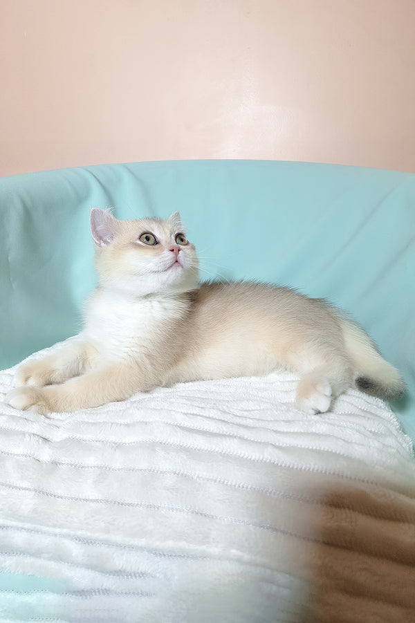 Sapphire | British Shorthair Kitten